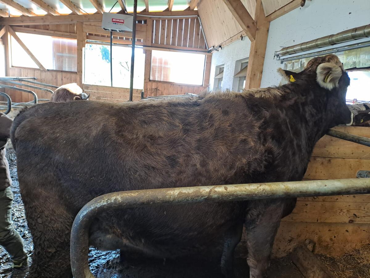 BIO-Braunvieh Kalbin, evtl. als Ammenkuh 3