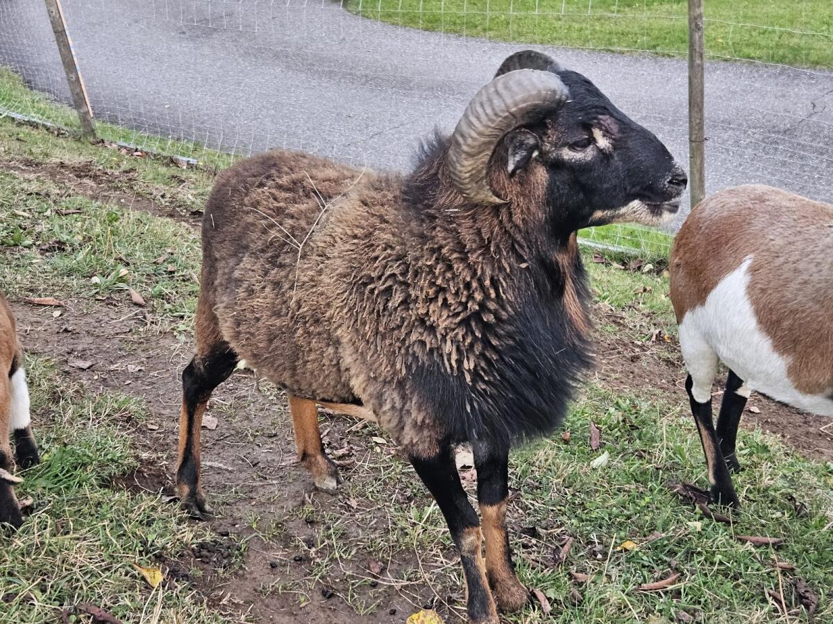 Schafbock 3