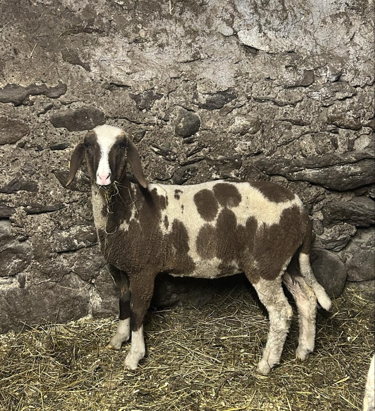 Weibliches, braun geschecktes Bergschaf 2