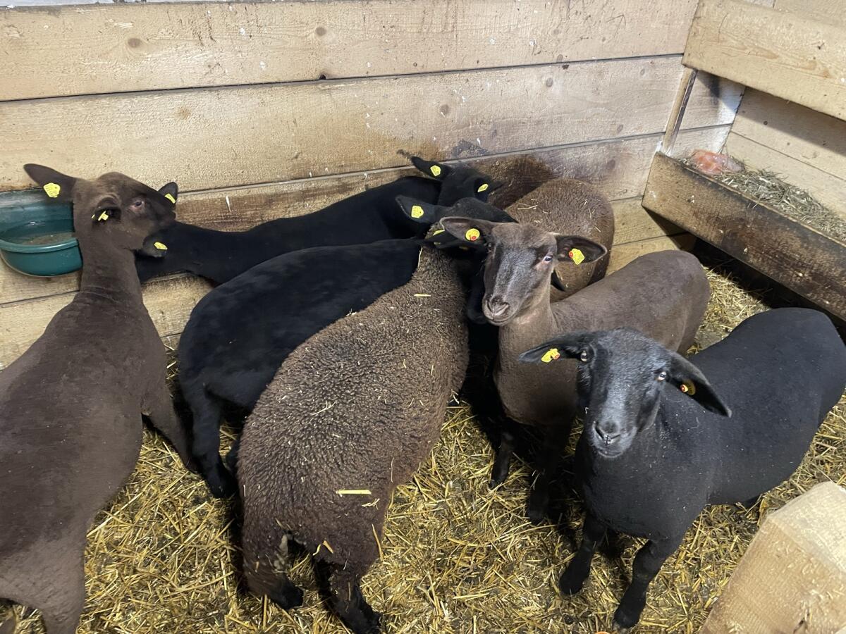 Weibliche herdbuchtaugliche Jura-Lämmer 3