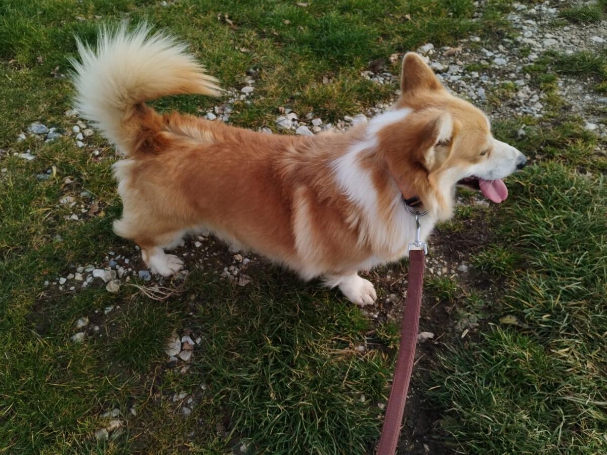 Welsh Corgi Pembroke Rüde 2