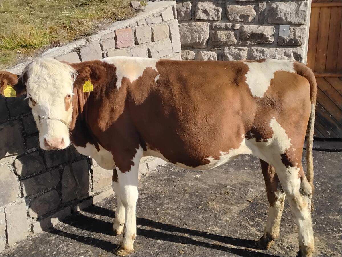 Jungrind, Einsteller, Fresser BIO, Bio Kühe 2