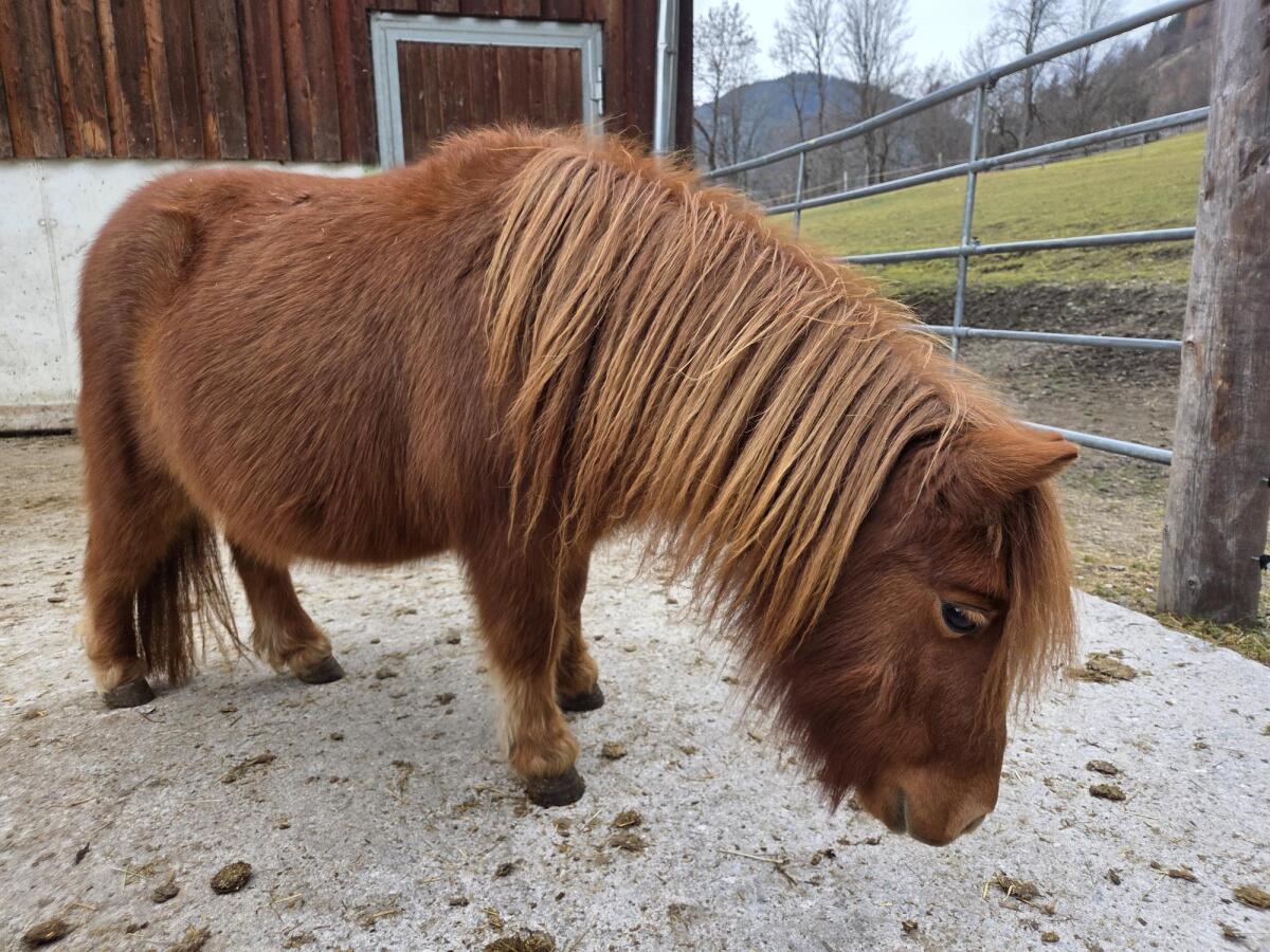 Trächtige Mini-Shetty-Stute 1