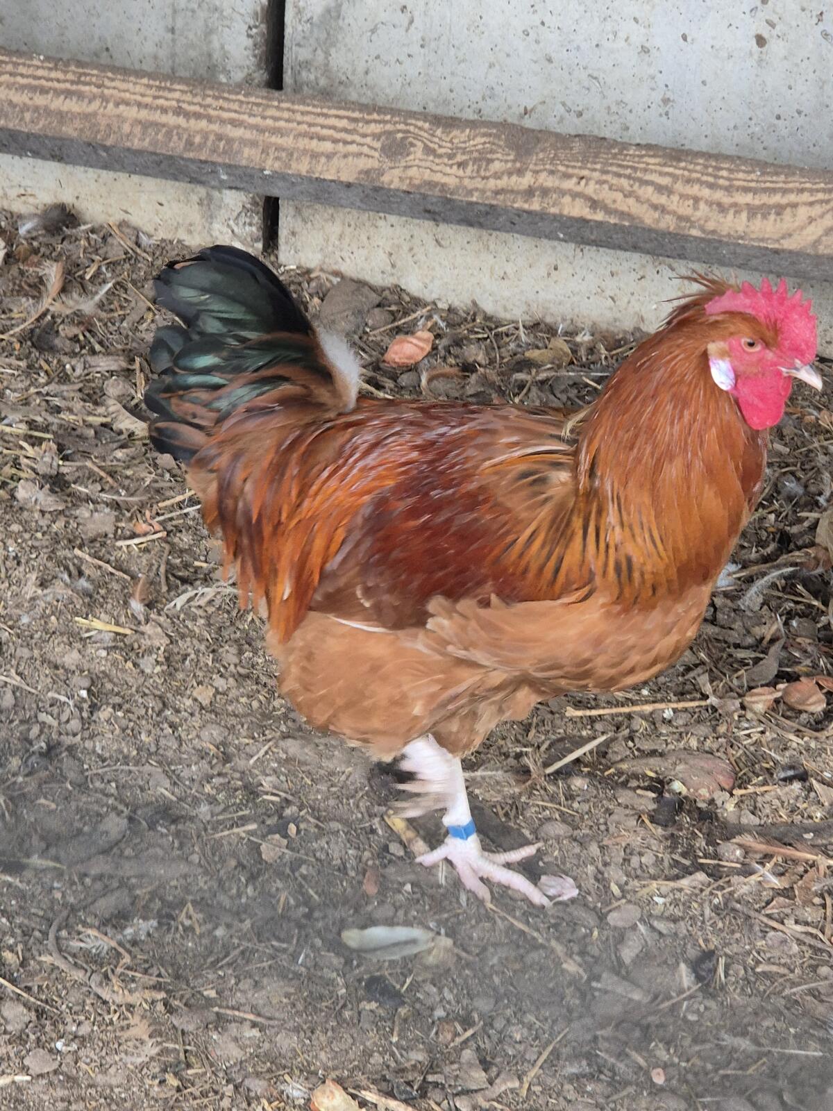 Mischlingshähne abzugeben 2