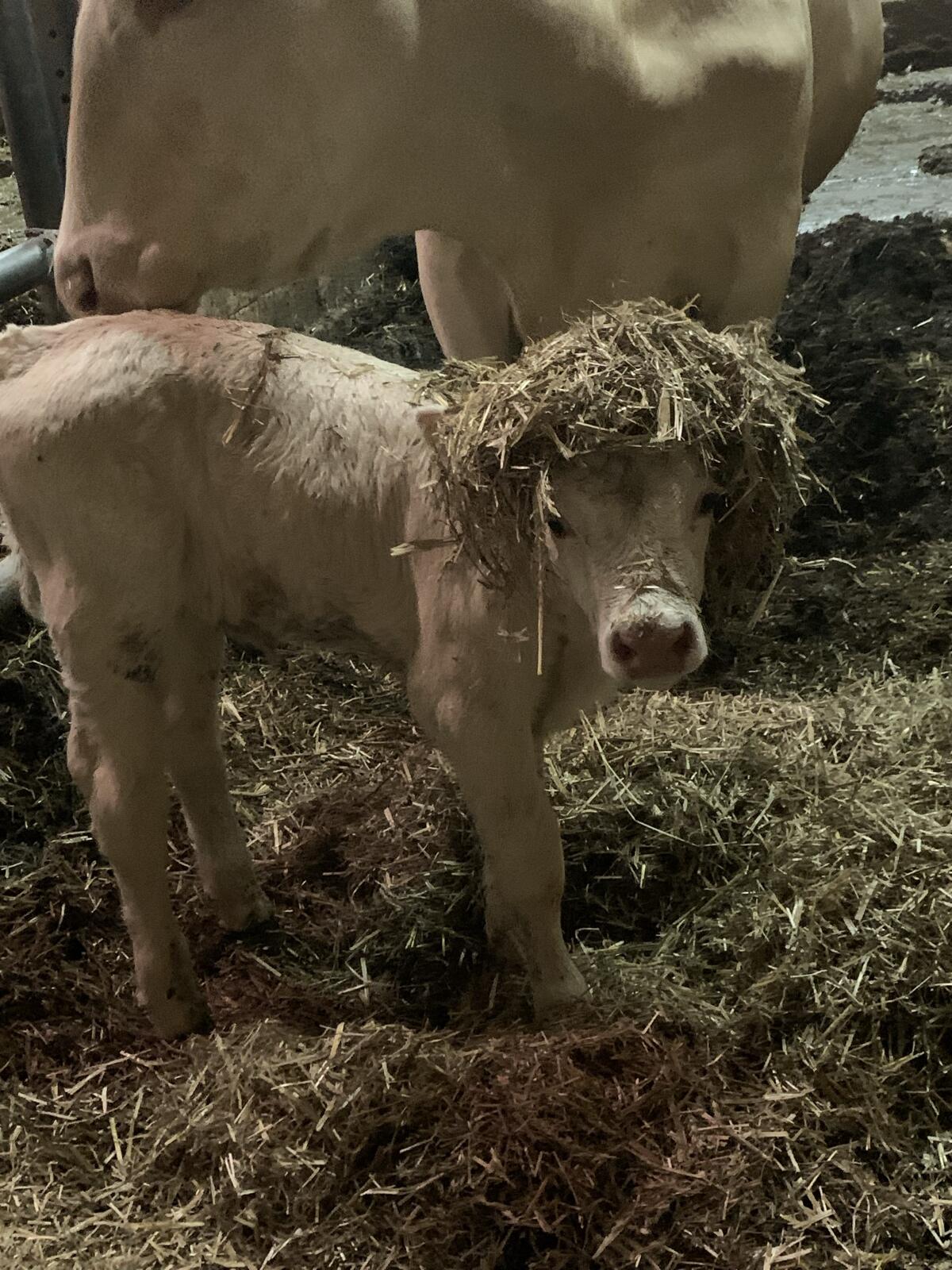 Suche Kärntner Blondvieheinsteller 1