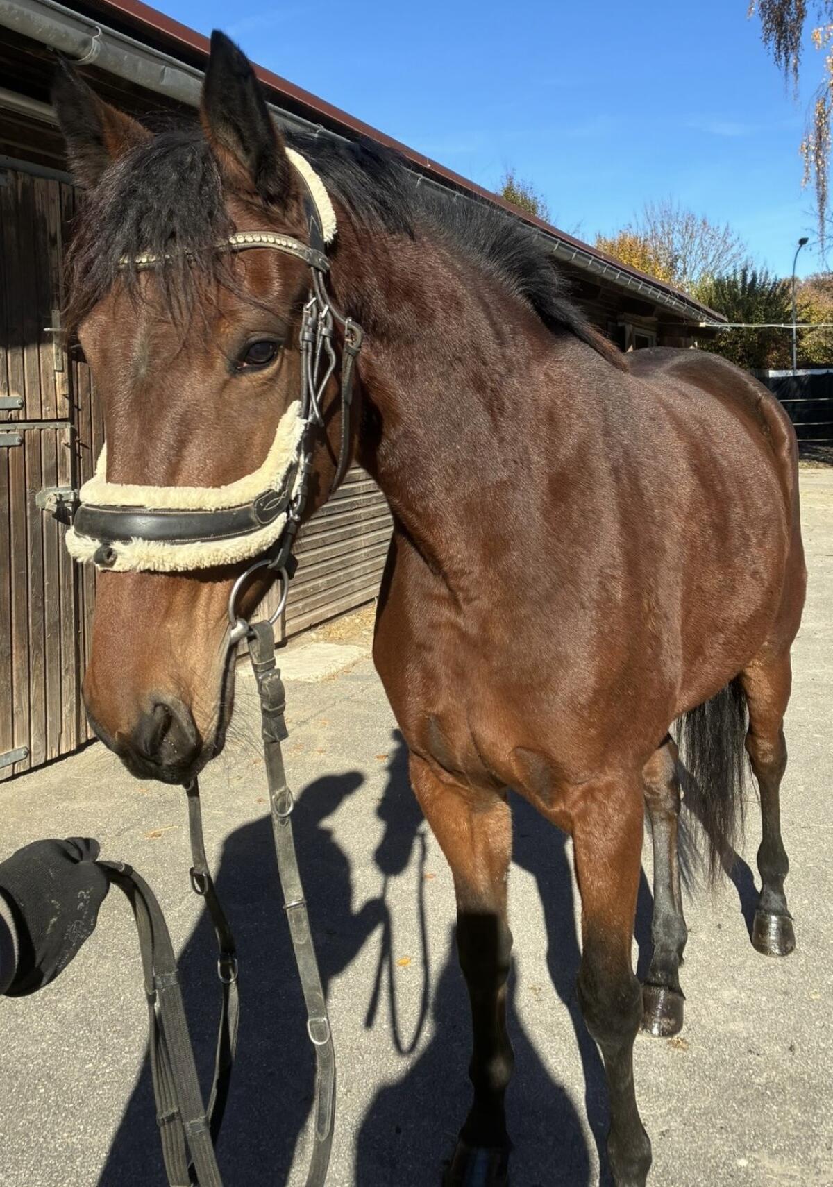 Freizeitpferd Stute 3