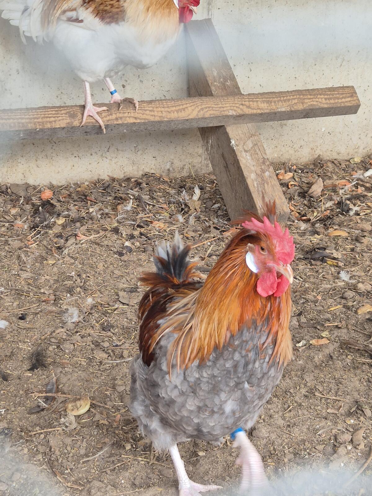 Mischlingshähne abzugeben 3