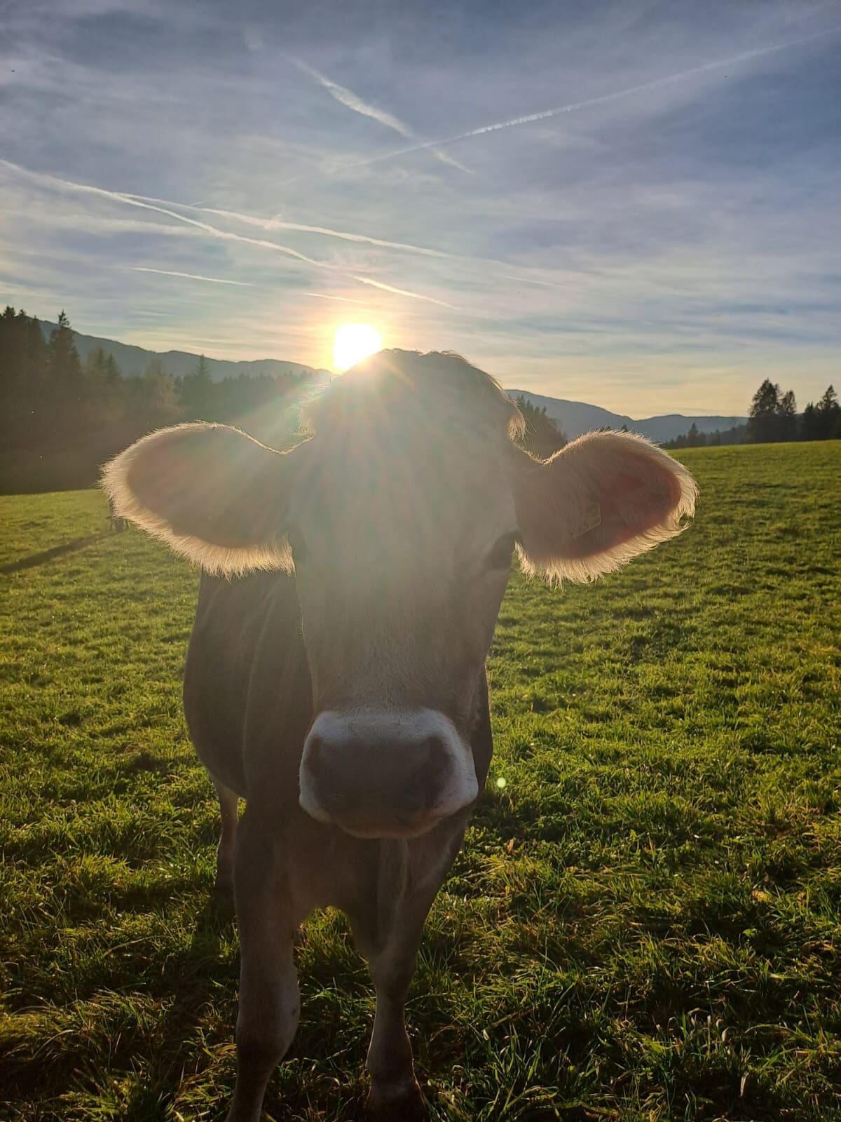 Trächtige Braunvieh-Kalbinen 1