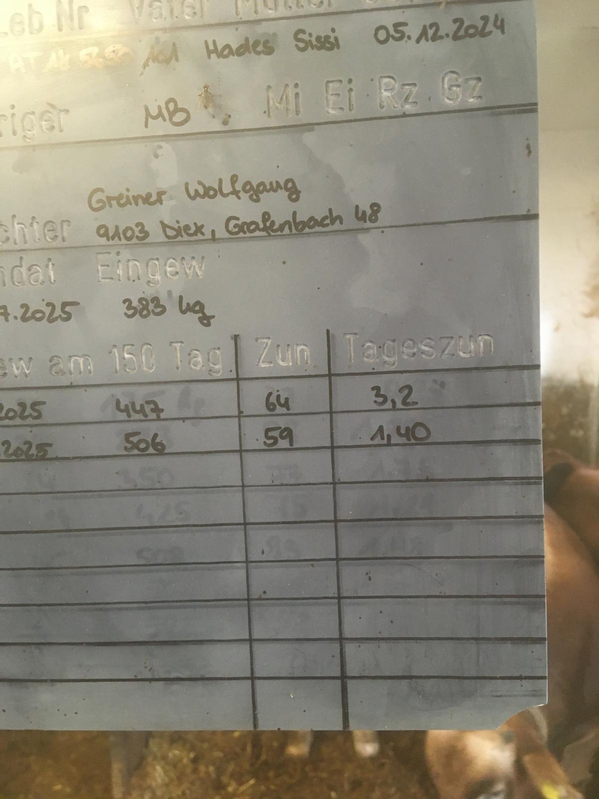 Murbodner Zuchtstiere 3