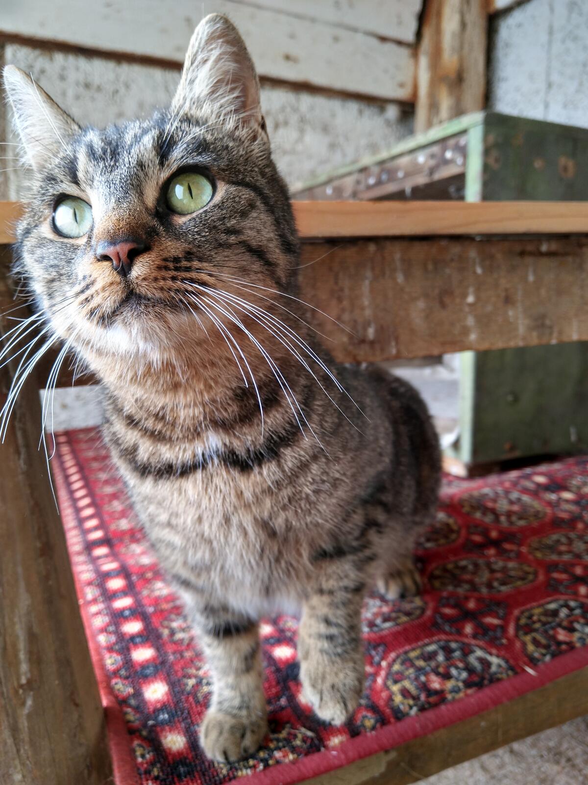 Kastrierter, verschmuster Kater gesucht 1
