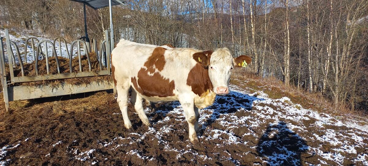 Bio Kalbin trächtig 2