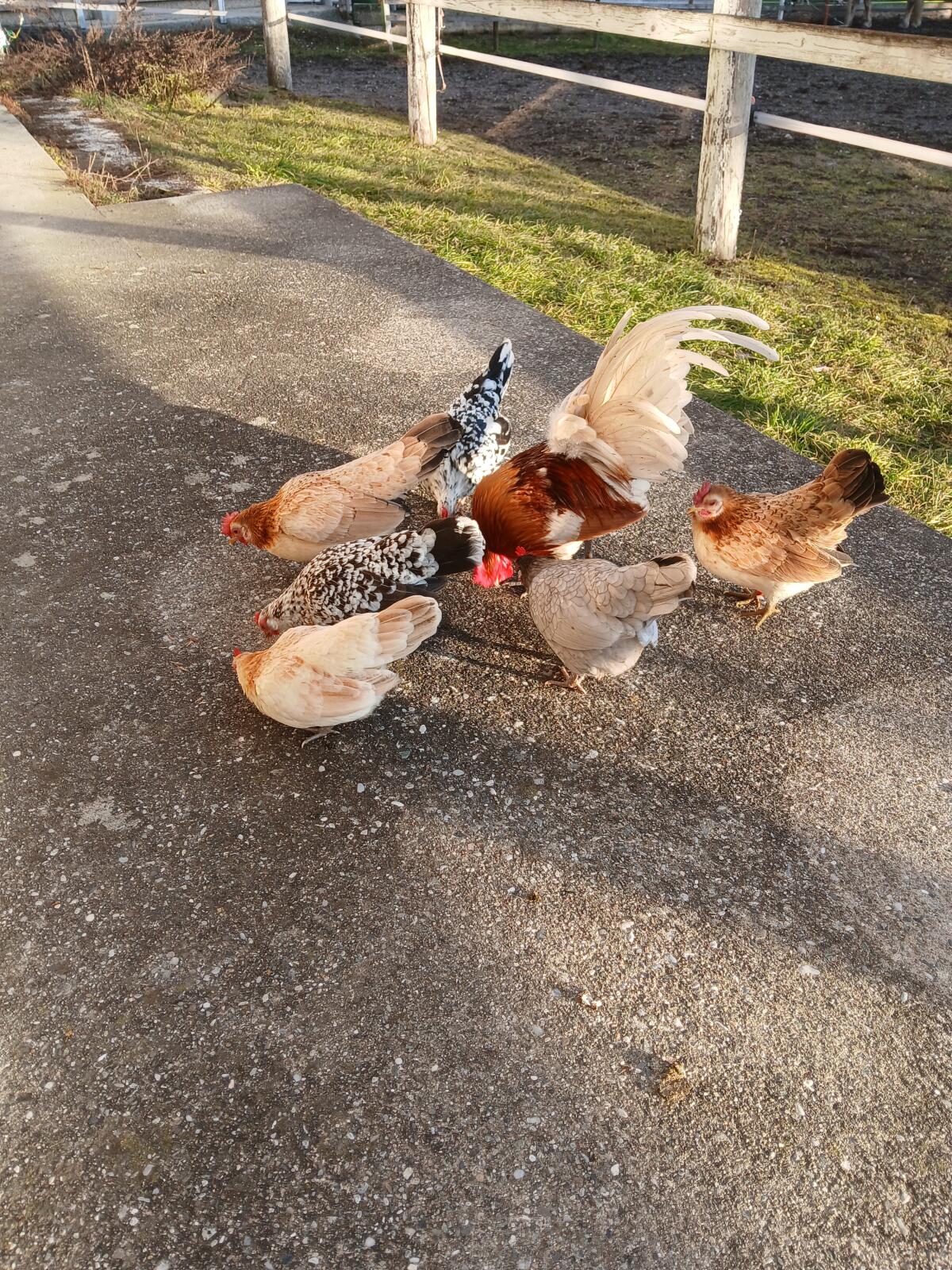 Serama Bruteier, Junghähne abzugeben 1