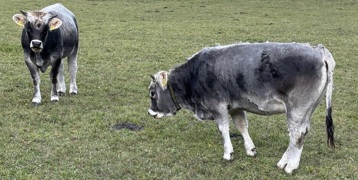 Tiroler Grauvieh, Jungkalbinnen 1