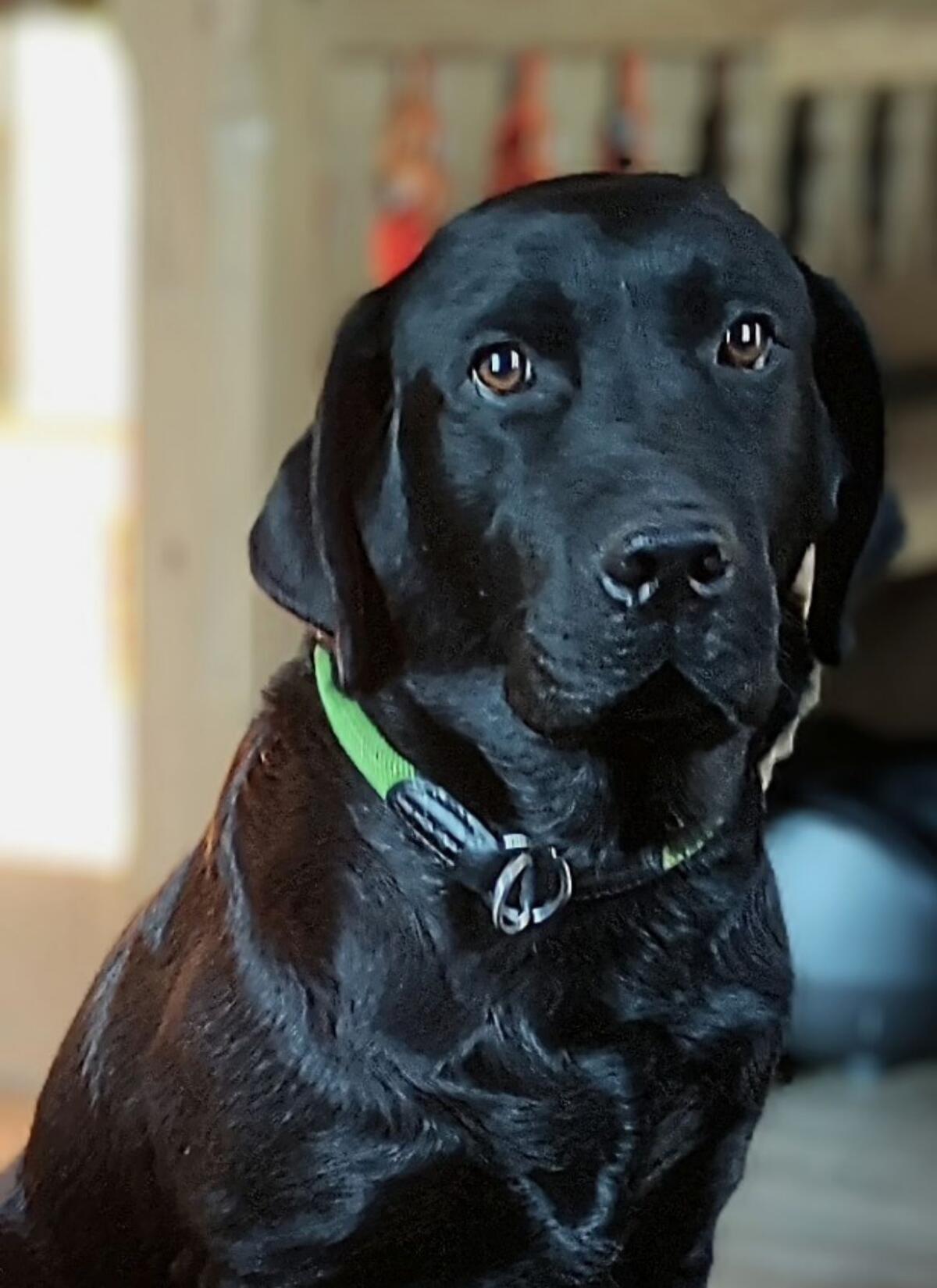 Wurfankündigung Dezember - Labradorwelpen in Schwarz 3