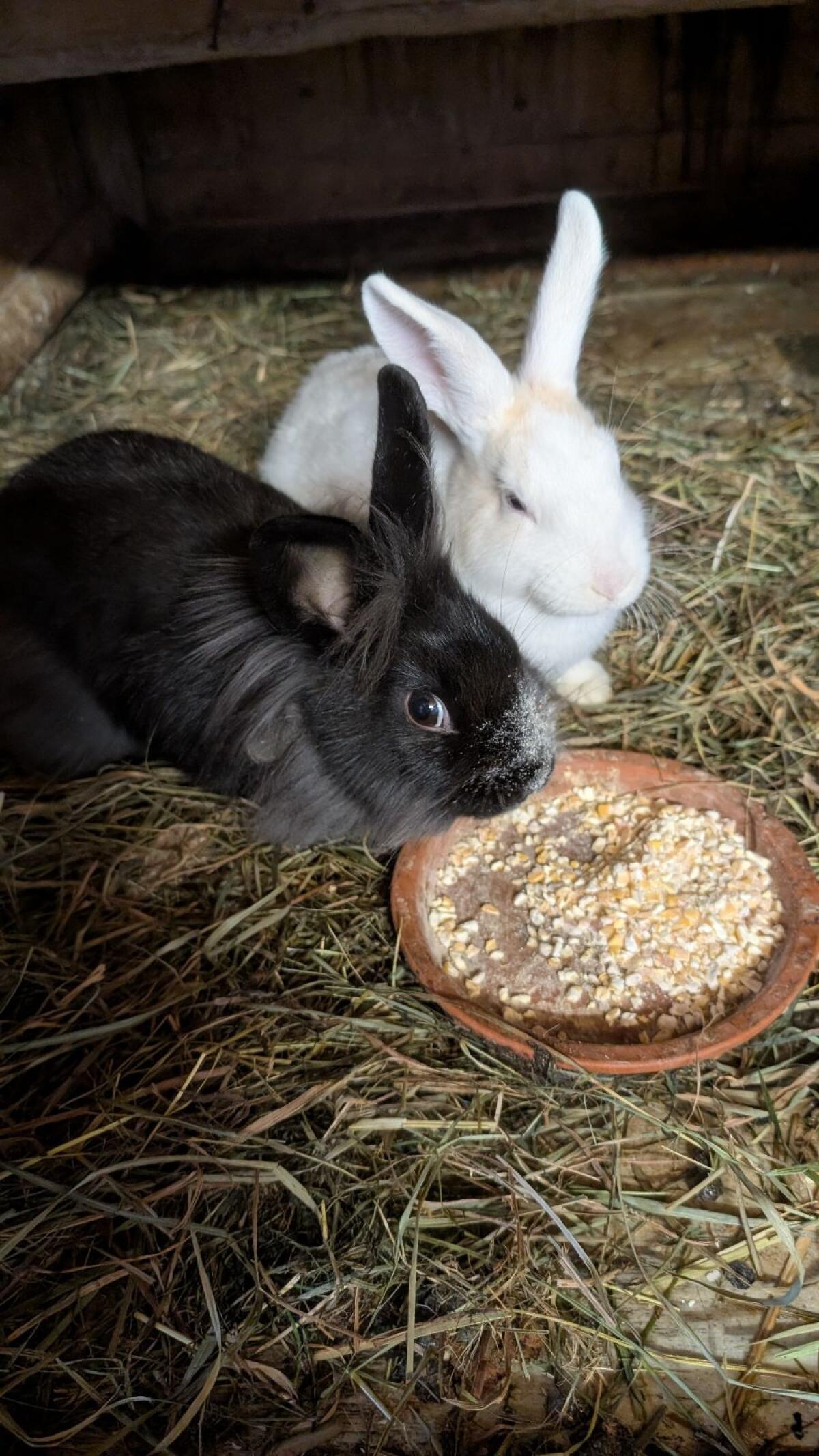 Zwergkaninchen in allen Farben zu verkaufen 3