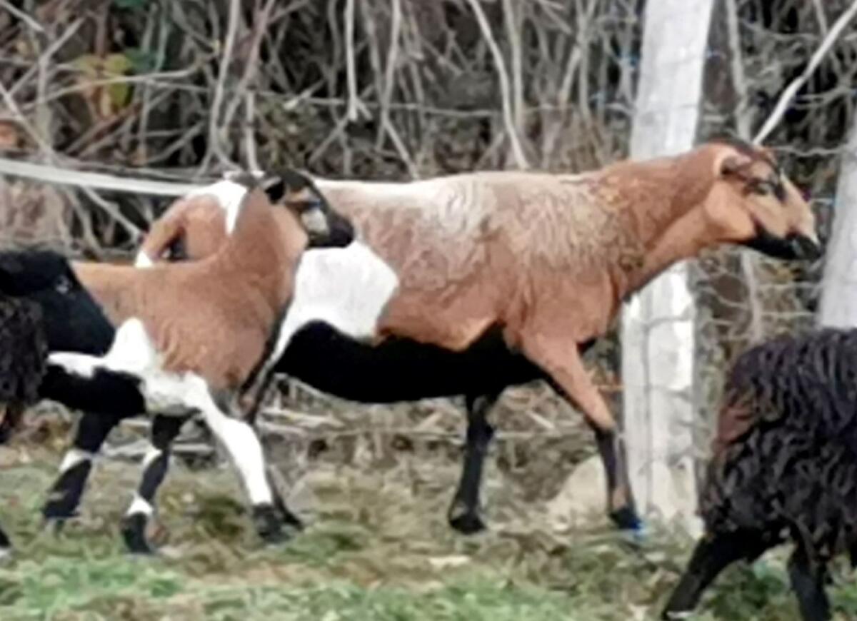 Kamerunaue mit Lamm 1