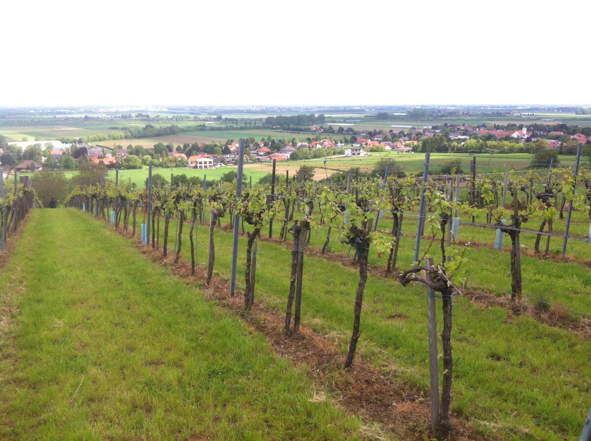 Weingarten zu verpachten, Baumgarten am Tullnerfeld 3