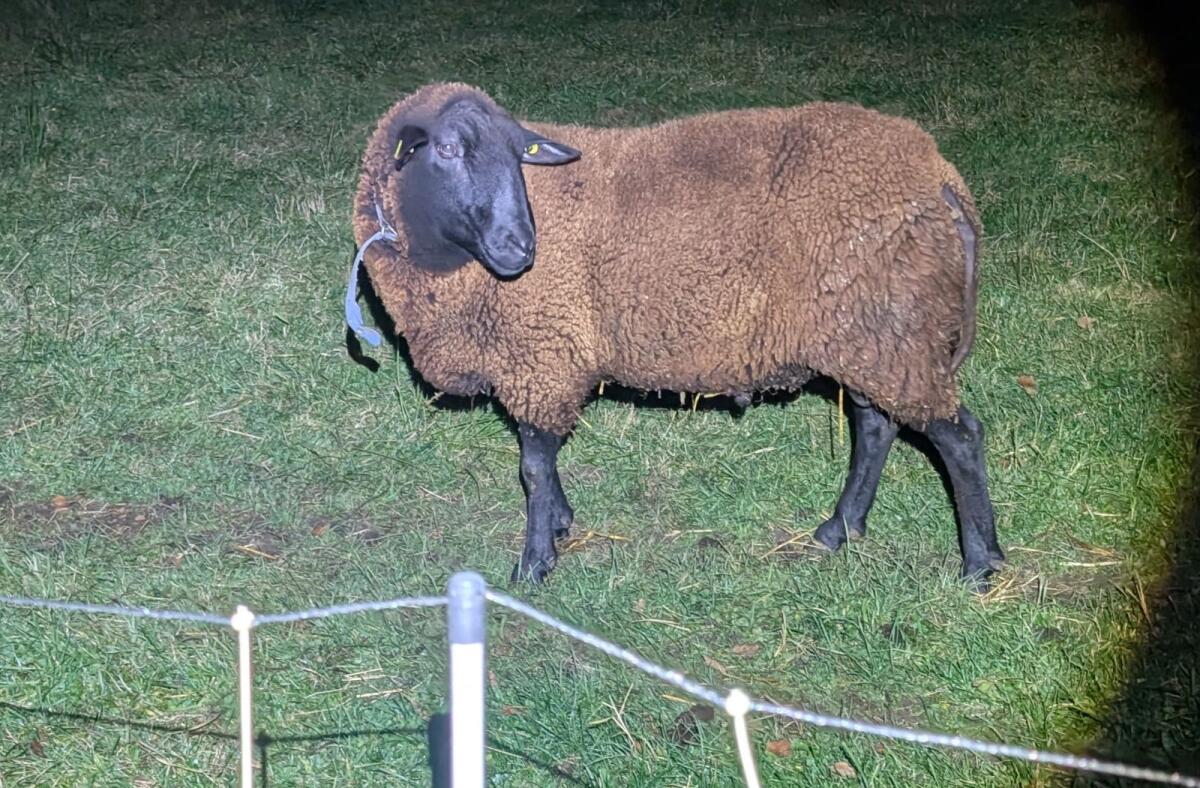 Ostfriesischer Milchschafbock zur Zucht 1