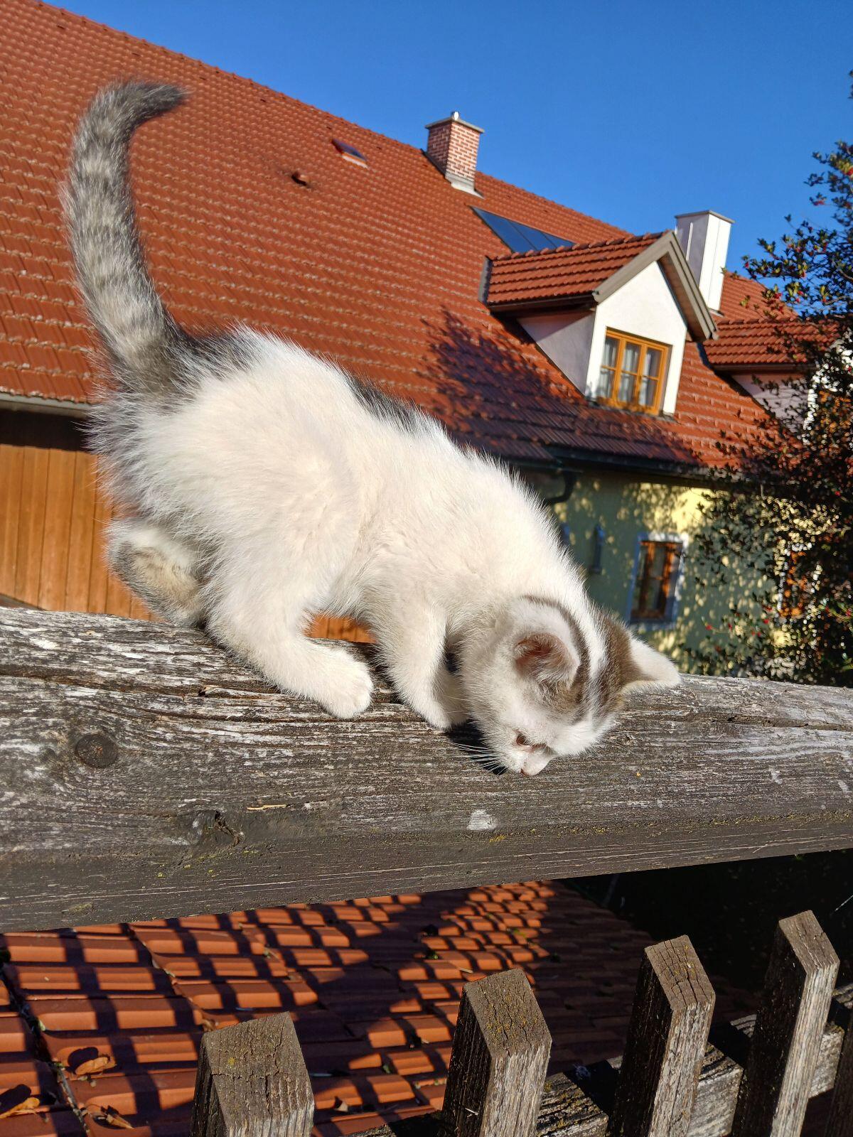 Babykatze weiblich 3