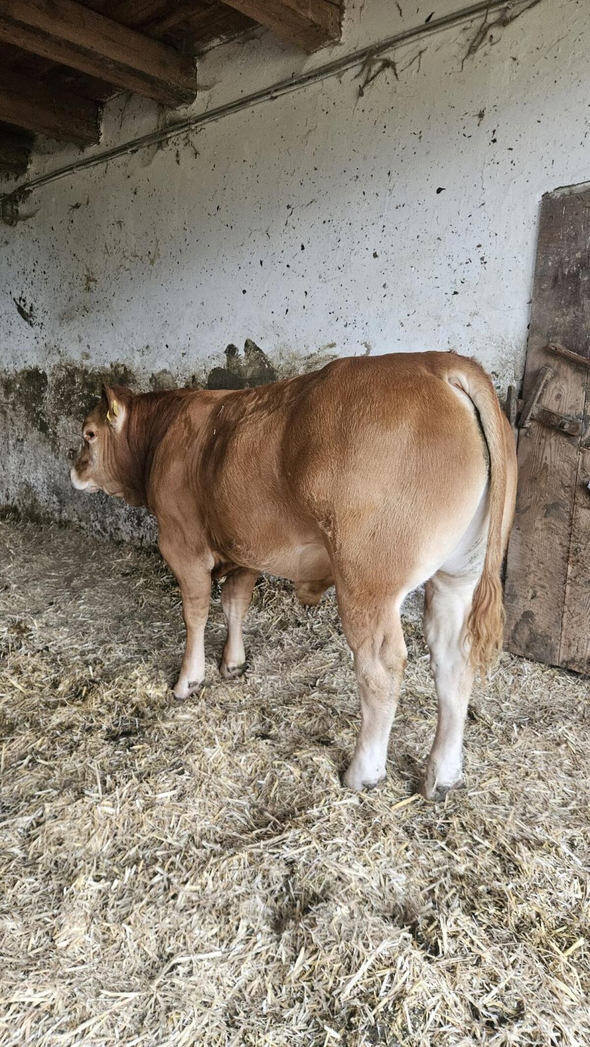 Hornlose Limousinstiere 1