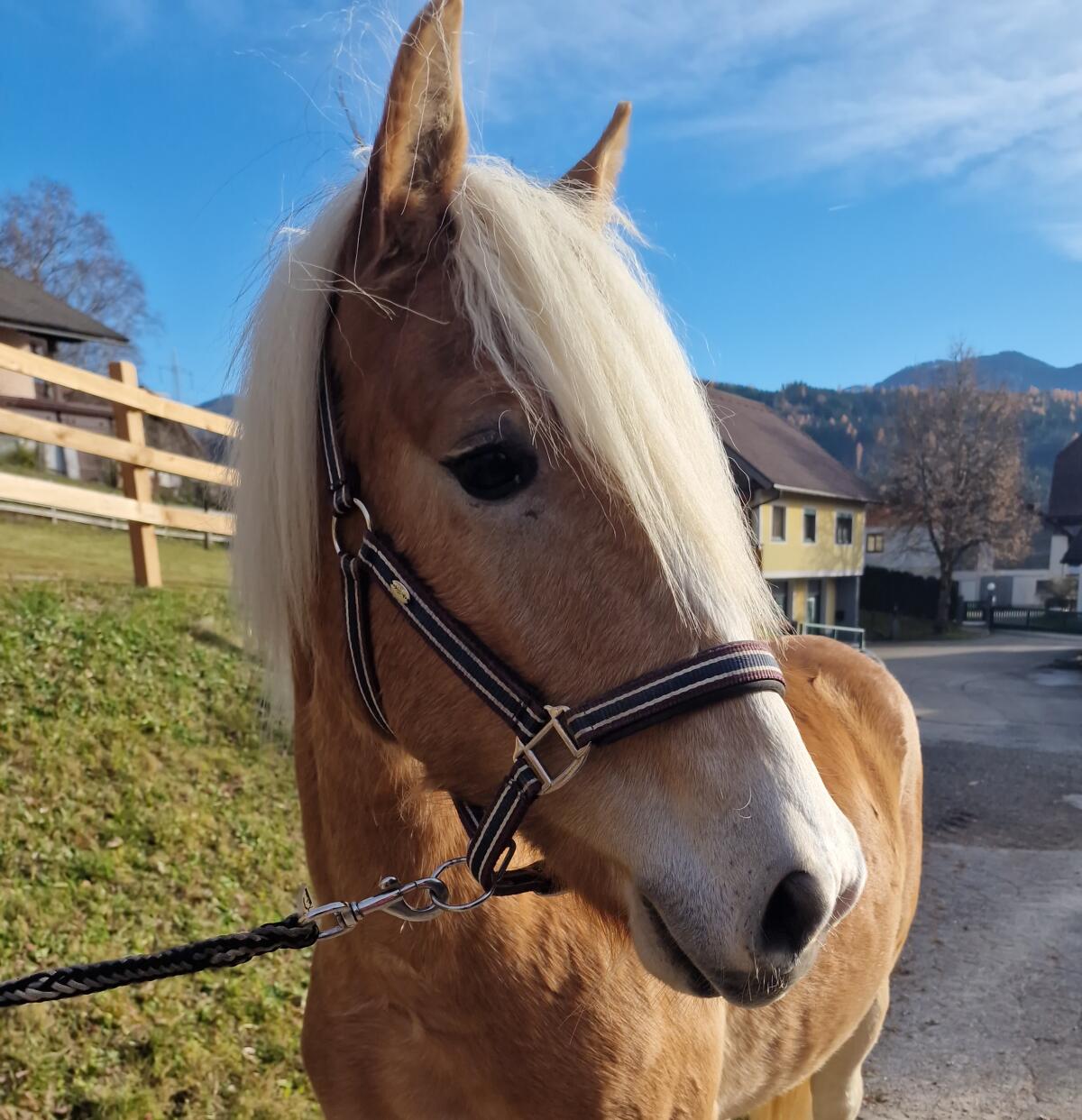 Haflingerwallach Stephano-W 1