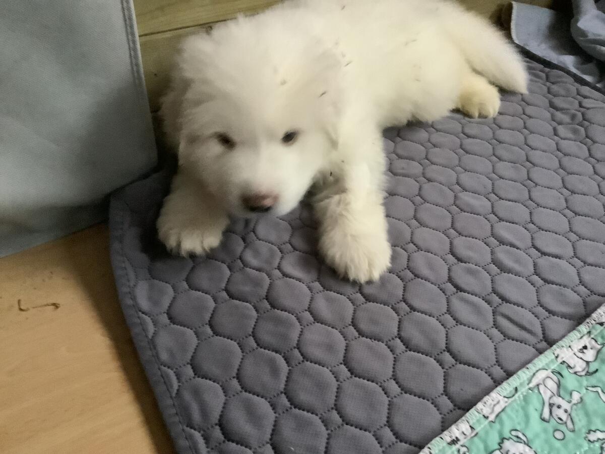 Pyrenäenberghund Welpe 2