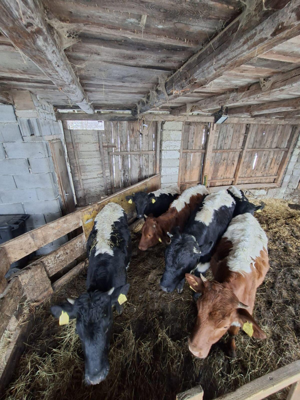 Pinzgauer Kalbinnen in Schwarz 3