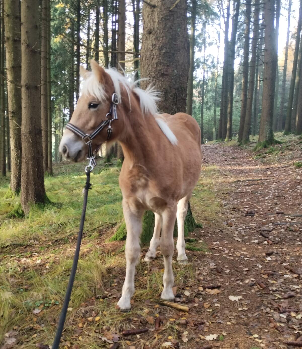 Hübsches Haflinger Stutfohlen 1