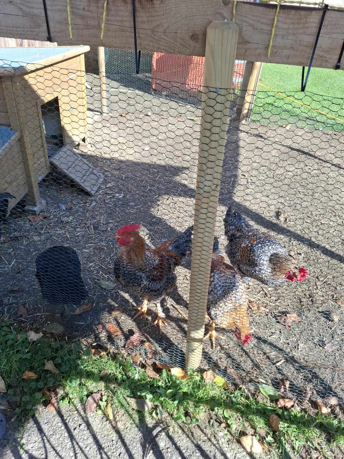 Junghähne, 19 Wochen alt 1