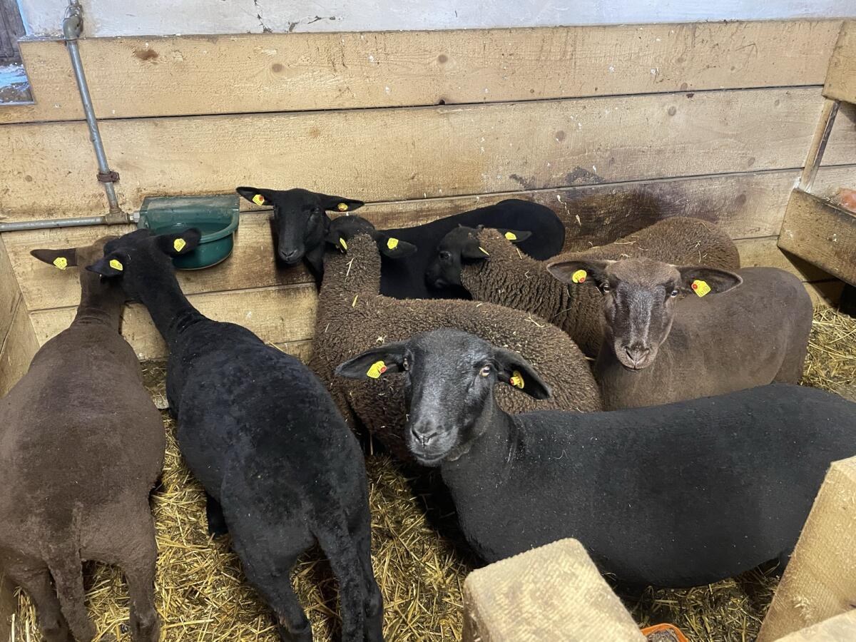 Weibliche herdbuchtaugliche Jura-Lämmer 1