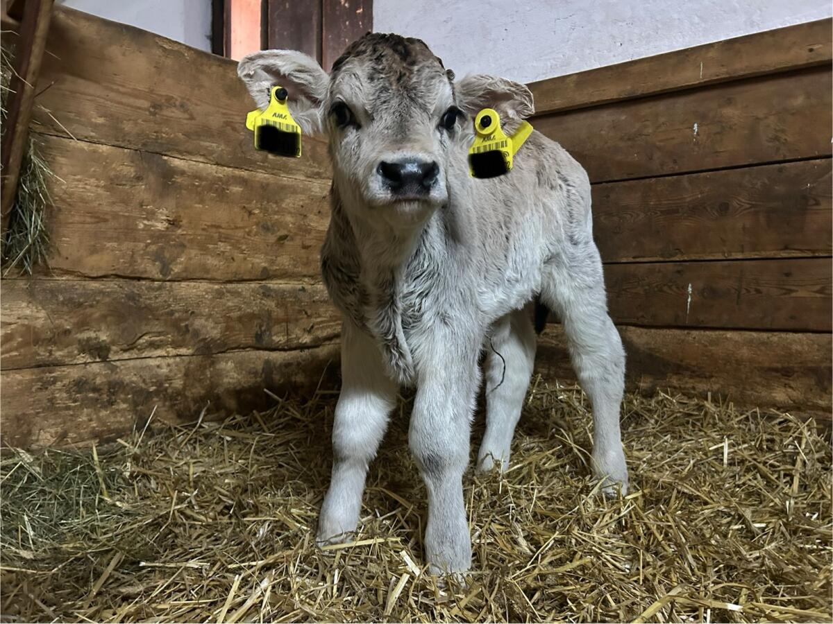 Grauvieh Stierkalb 1