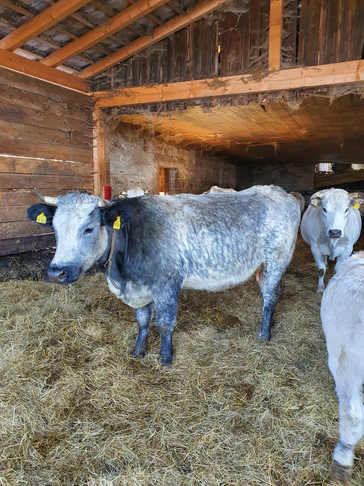Mutterkuh, weiß-blauer Belgier, Bio 2