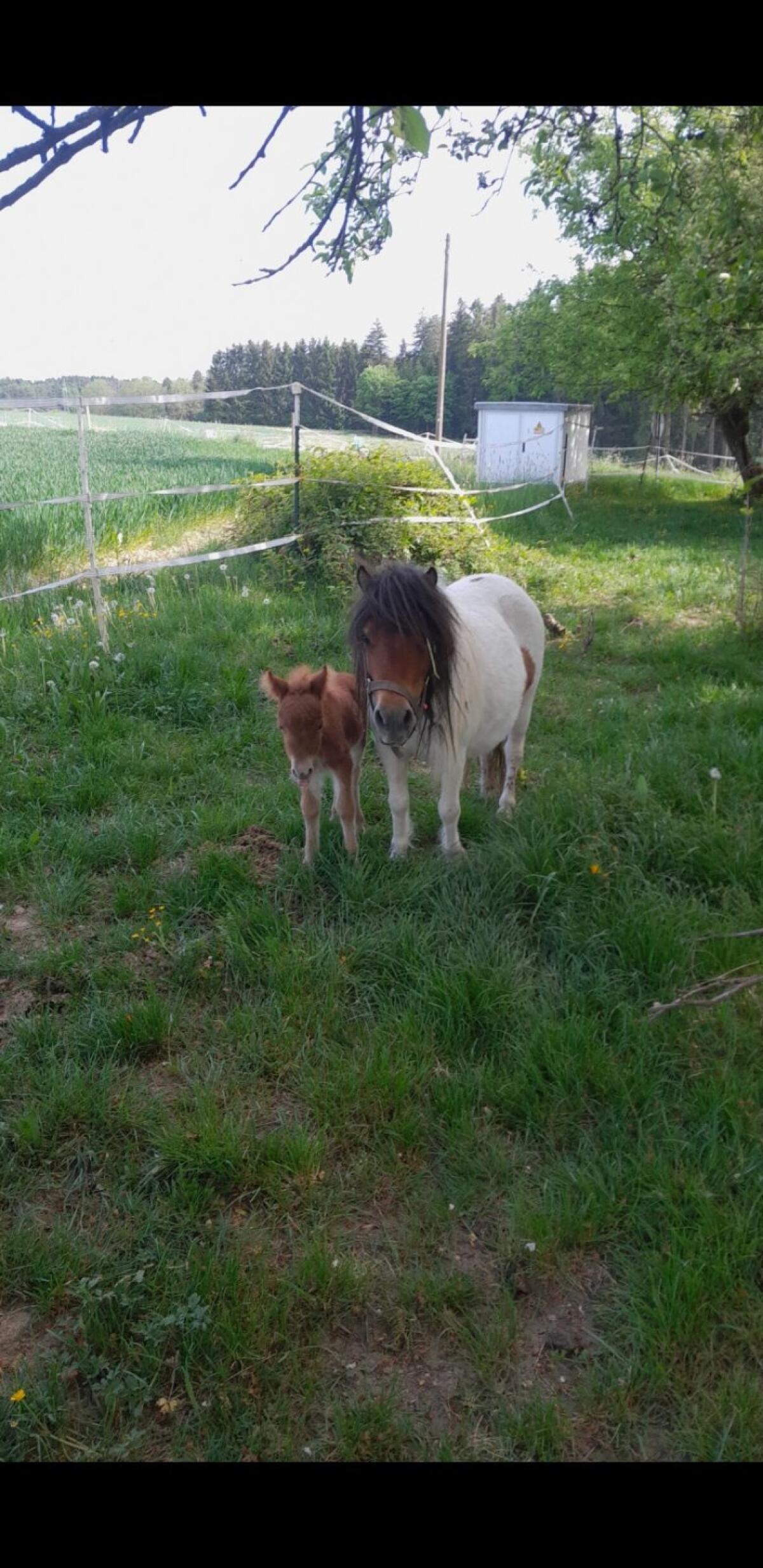 Mini Shetty, Pony Stuten und Hengst 2