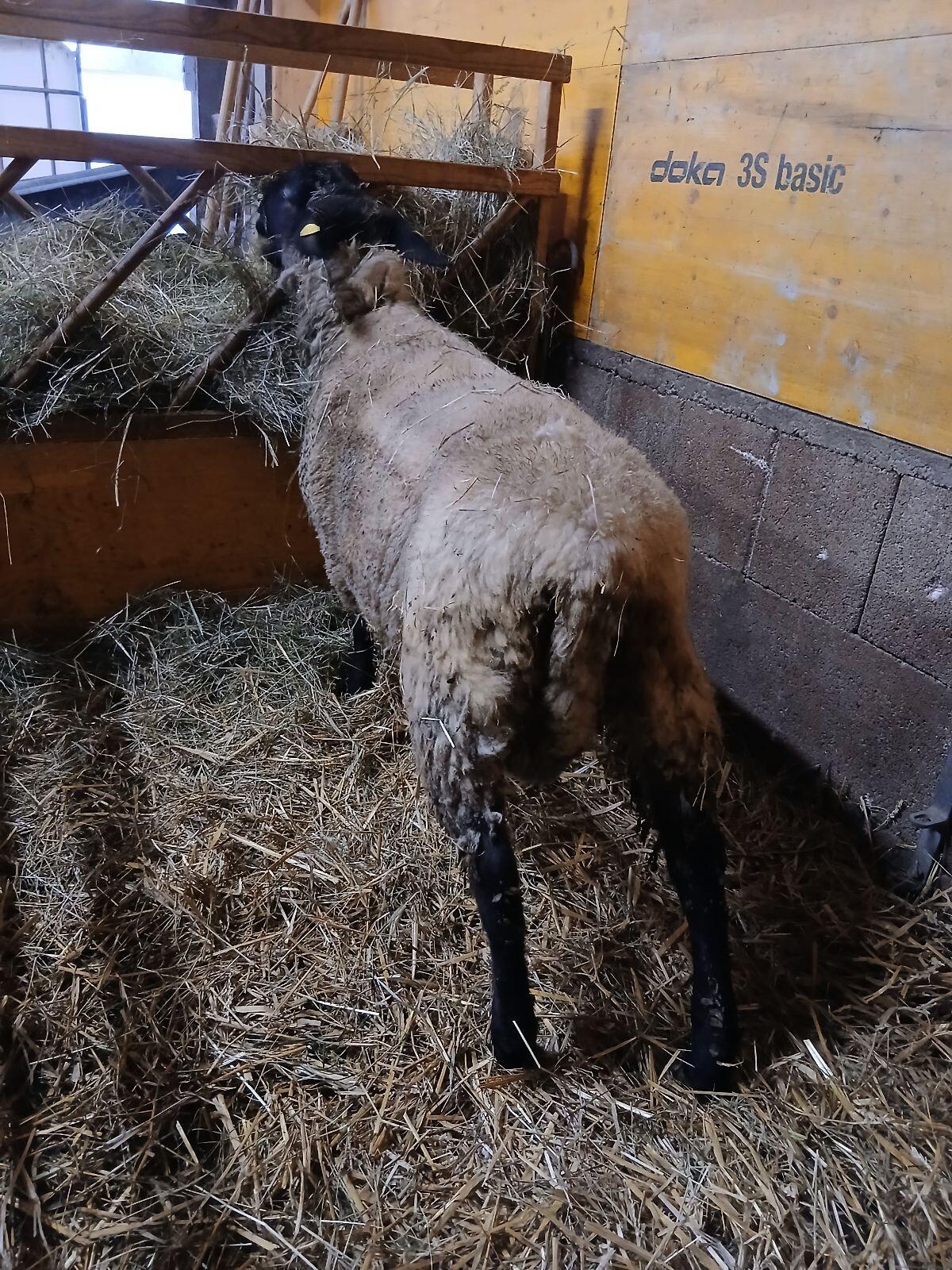 Suffolk Jungwidder aus Herdbuchzucht 3