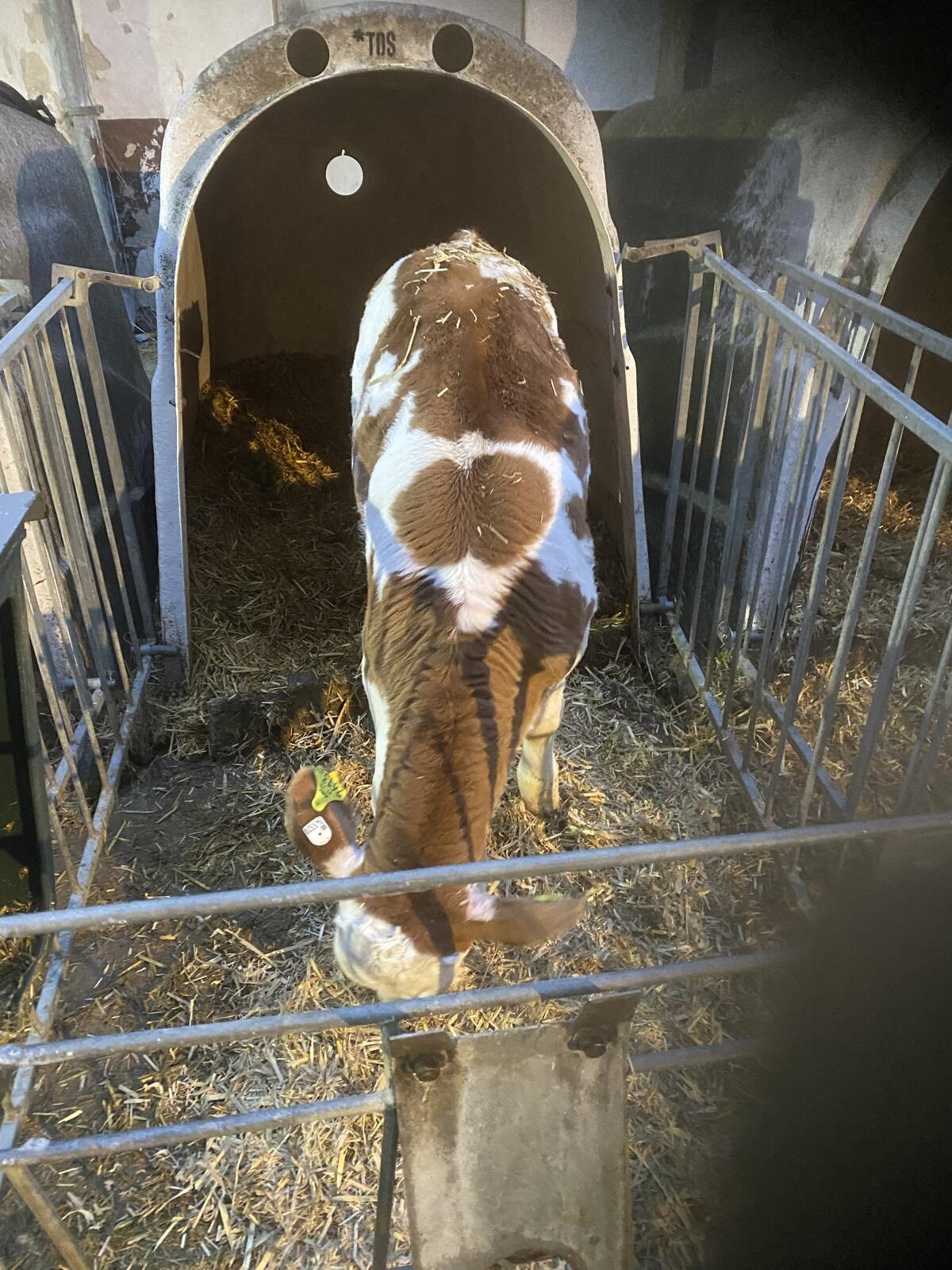 Verkaufe genotypisiertes FL Stierkalb 1