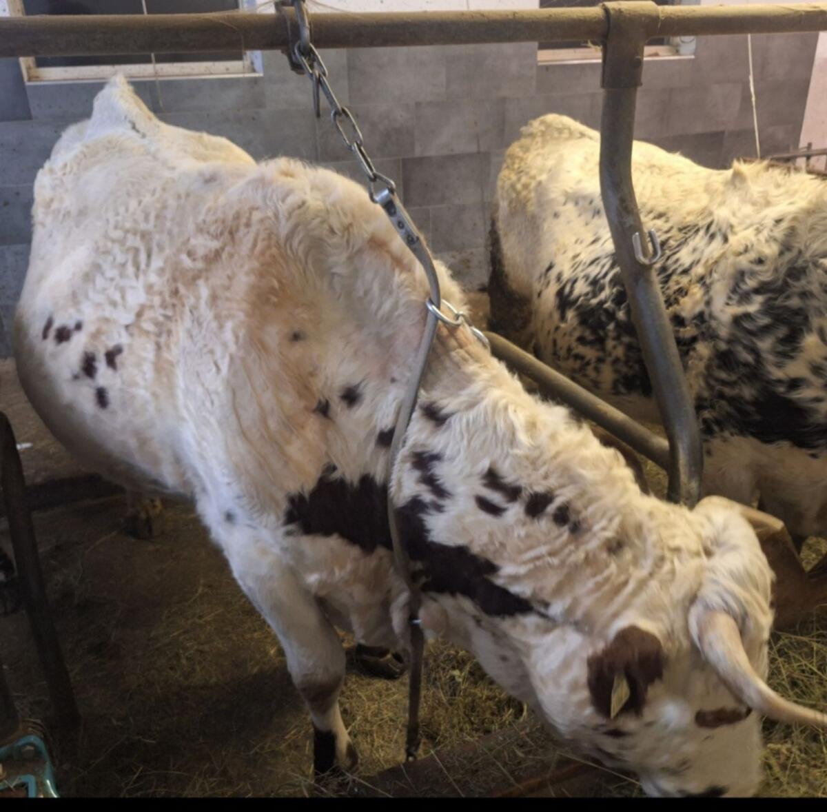 Pustertaler Sprinzen Kuh/Kalbin PSR 3