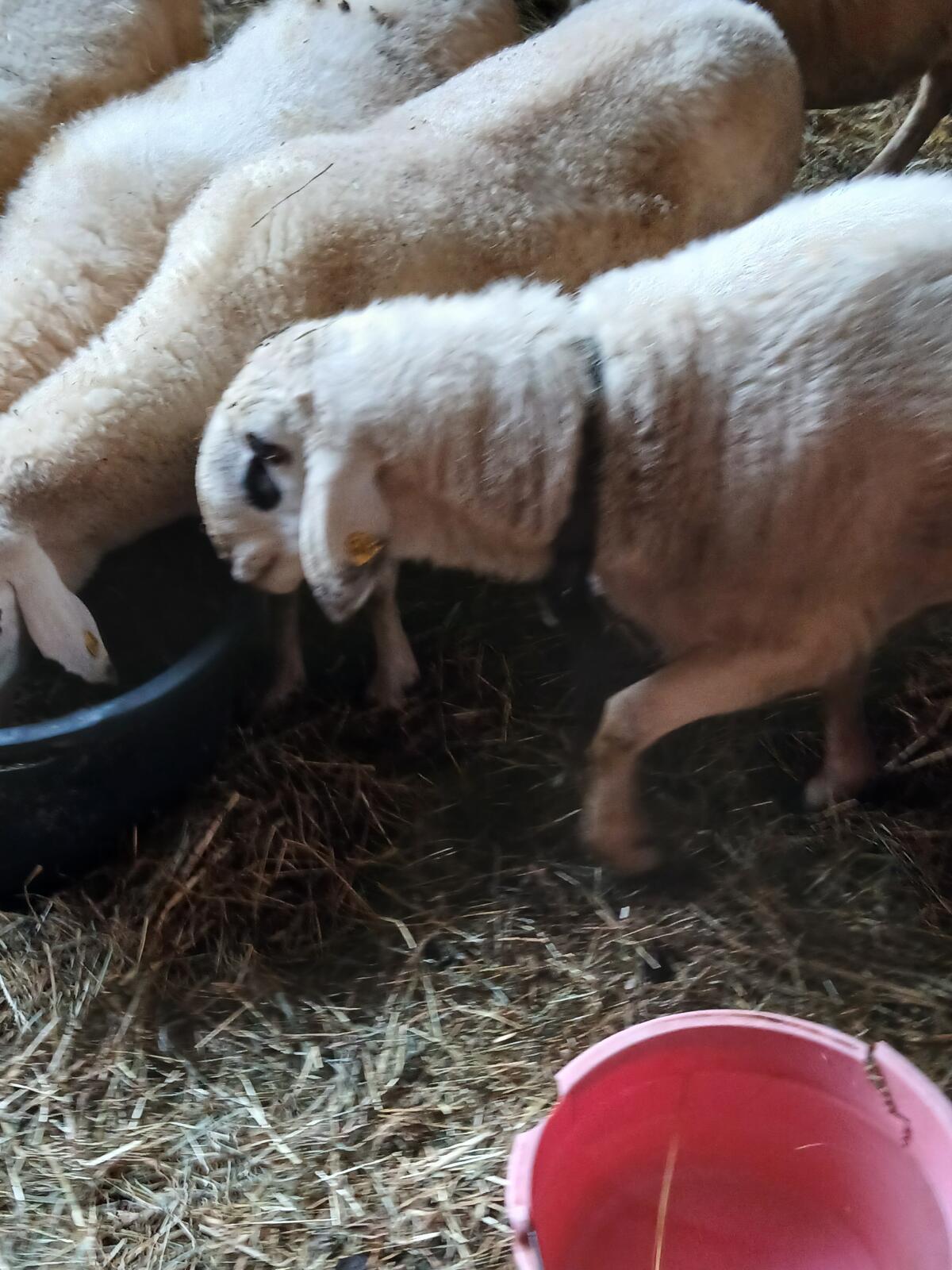 Brillenschaf Widder 2