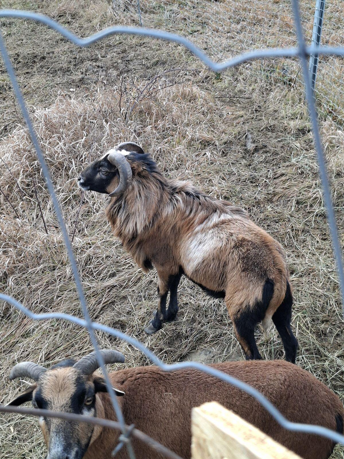 Kamerun Schaf Bock zum Abgeben 3