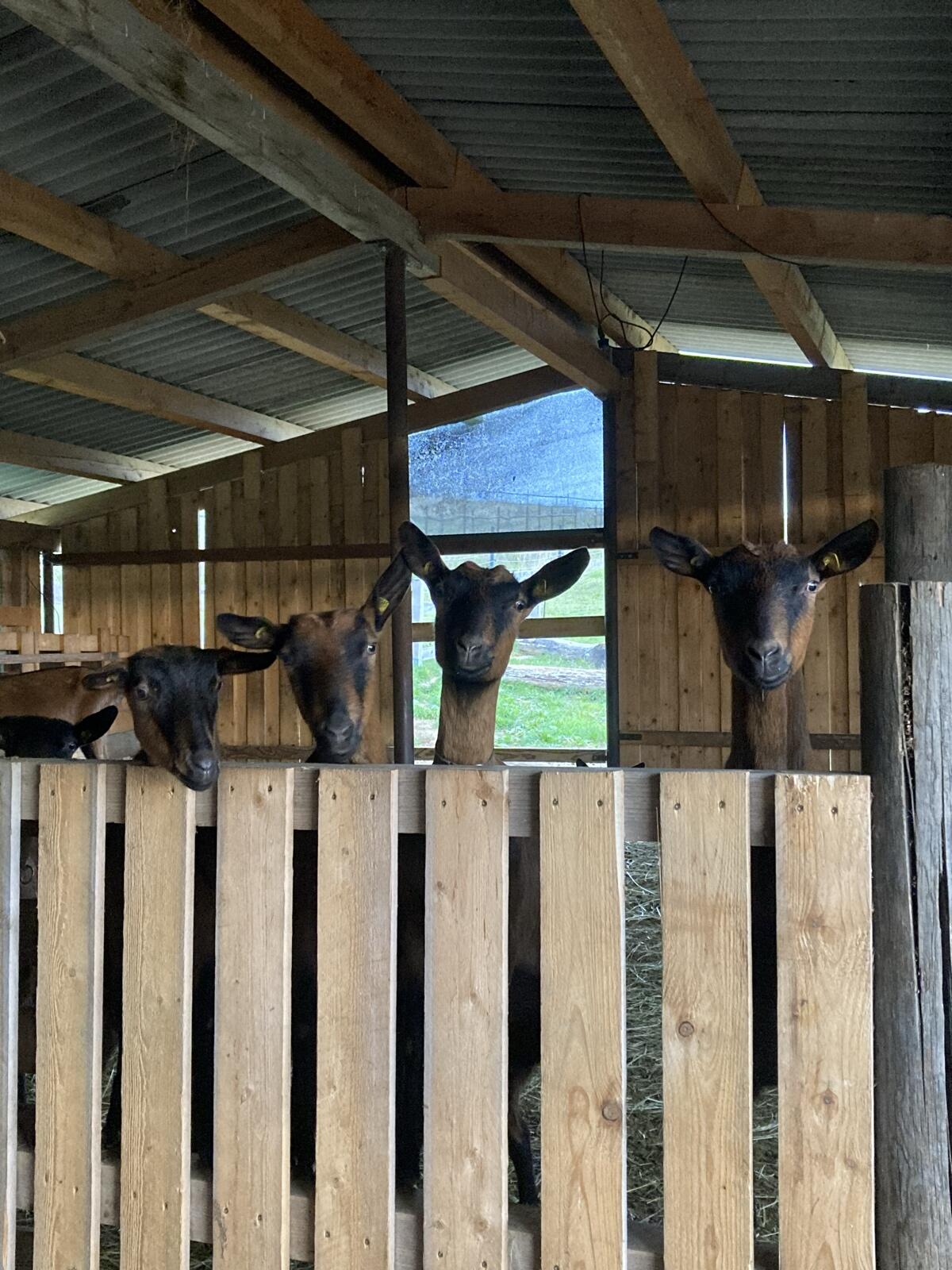 Gemsfarbige Gebirgsziegen GGZ 3