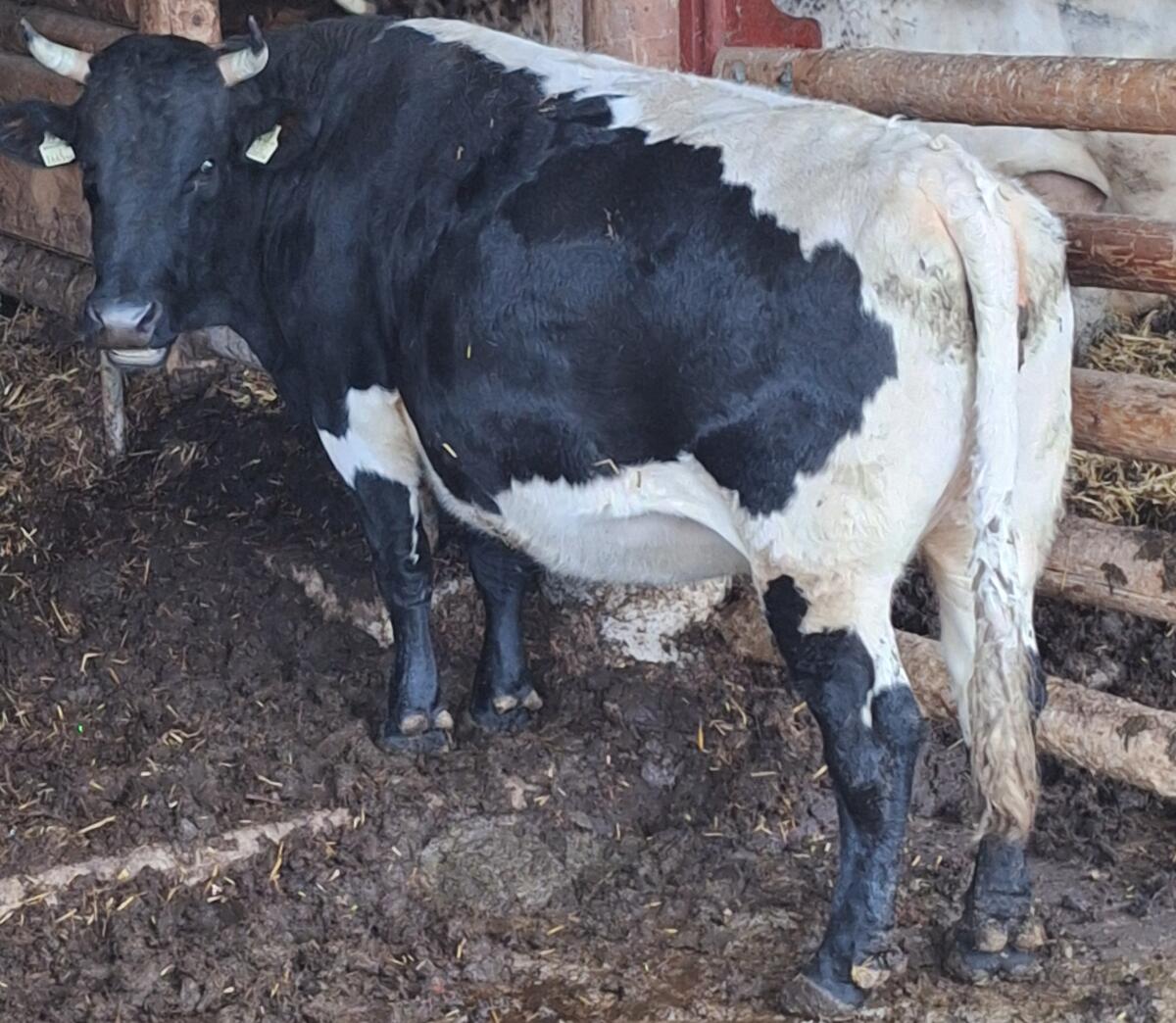 Verkaufe Kuh Gundi 2