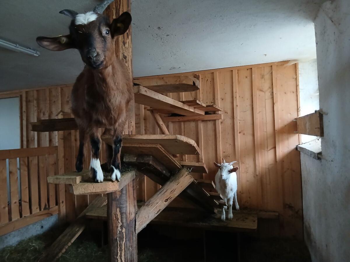 Ziegen 3