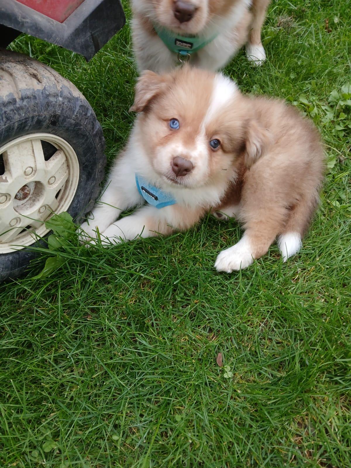 Border Collie Show Line Welpen 1
