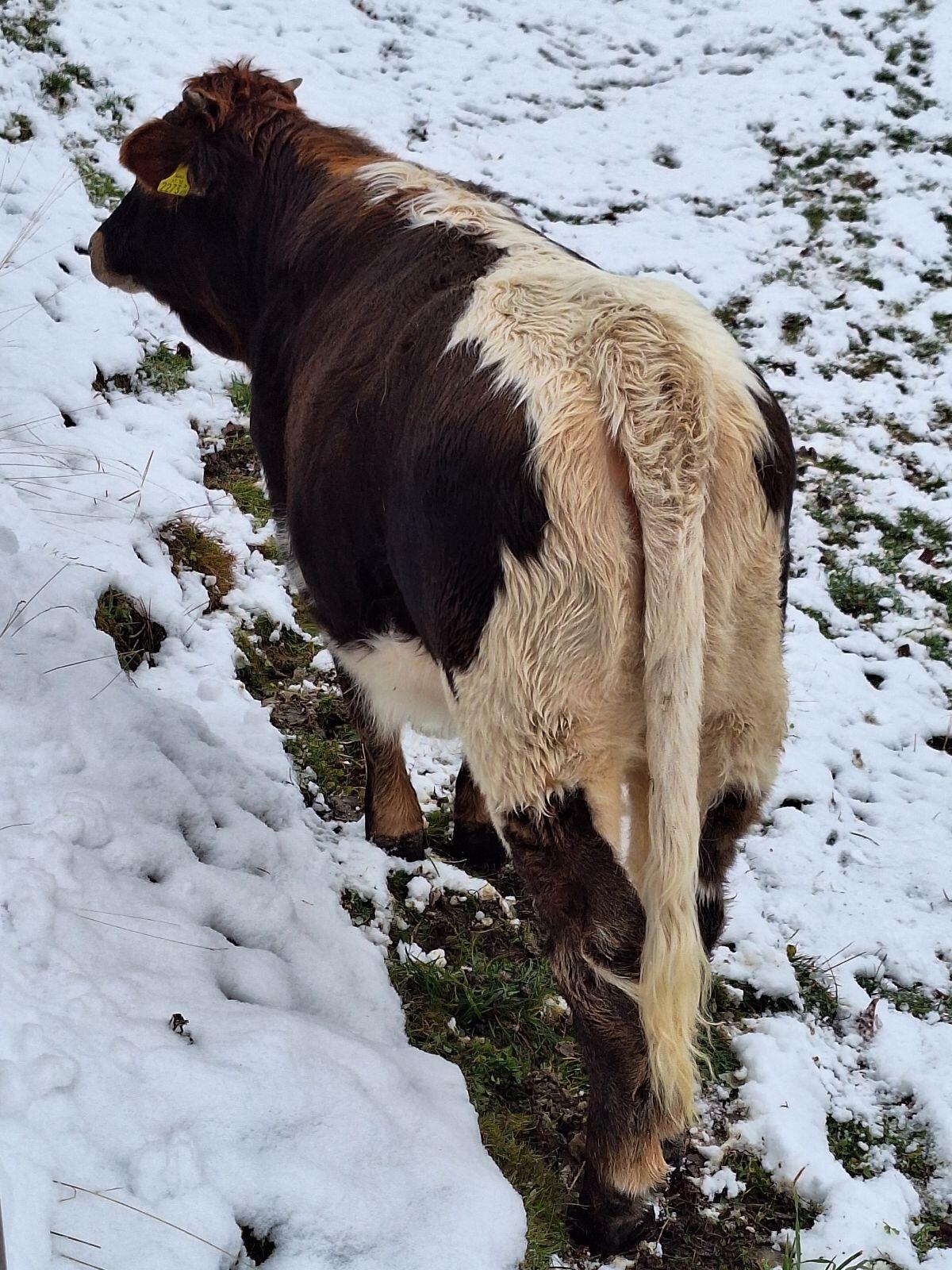 Grauvieh Kreuzung weiblich BIO 3