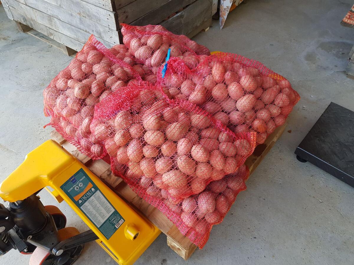 Kartoffel Démon und Balatoni Rózsa 1