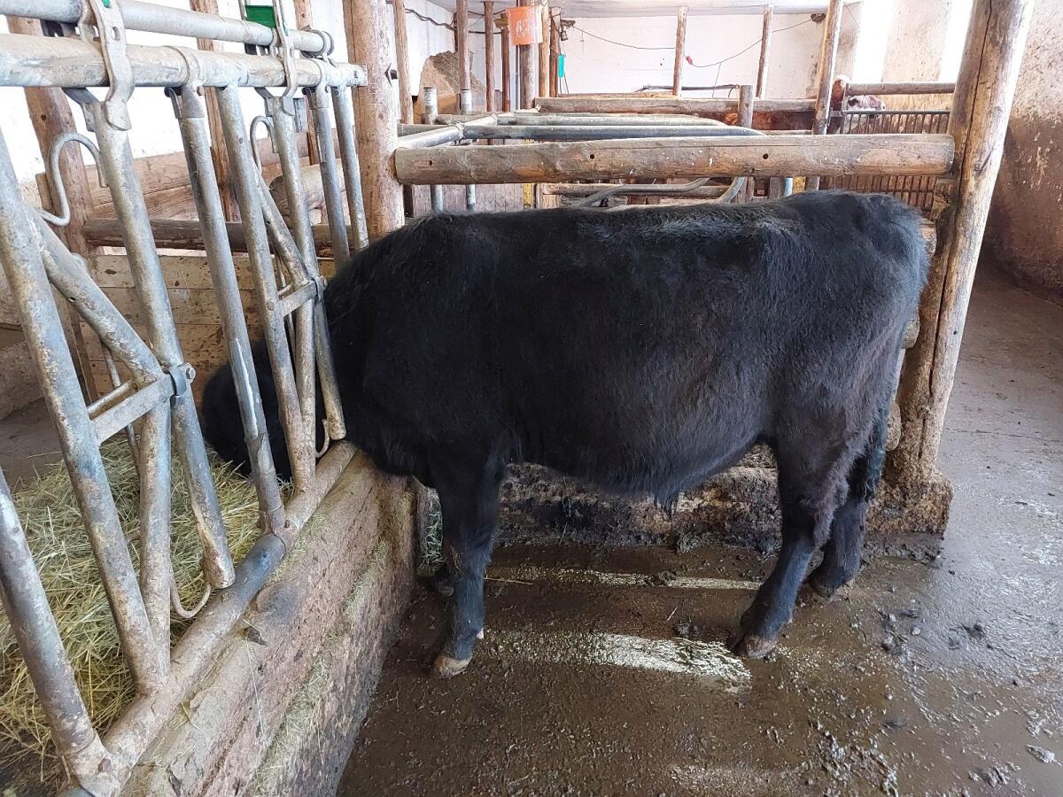 Bio - Aberdeen Angus Stier 3