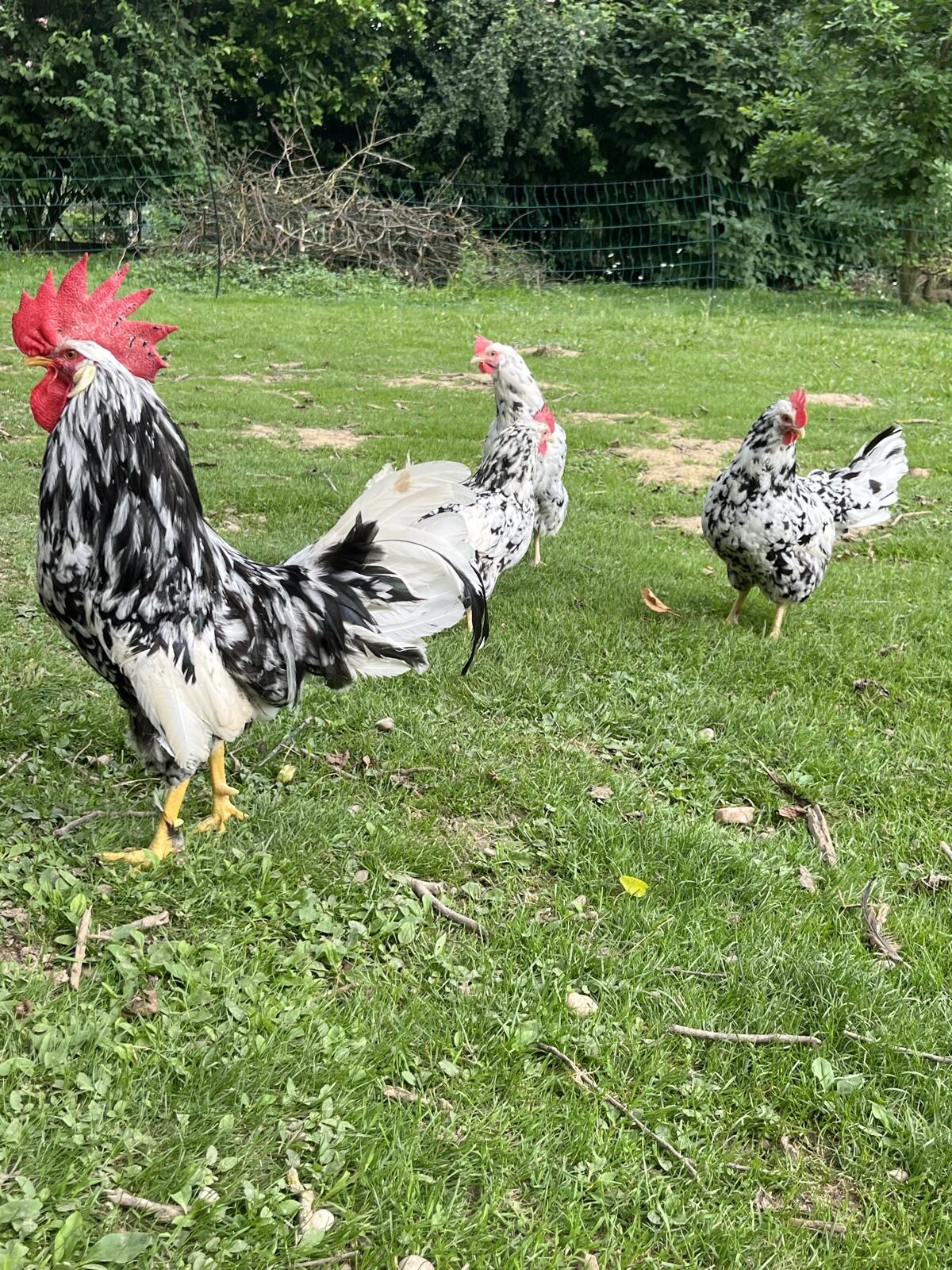 Exchequer Leghorn Bruteier 1