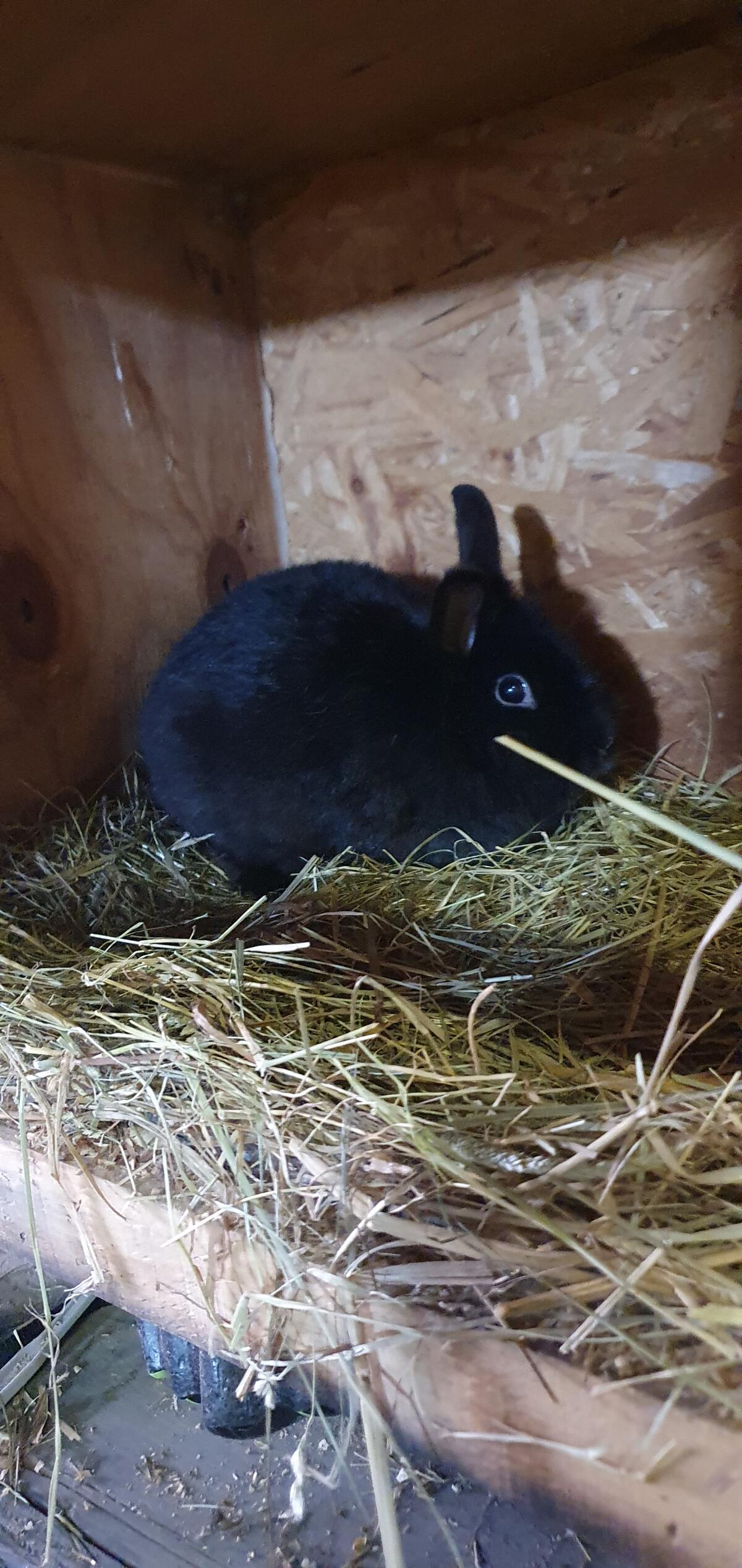 Zwerghasen und Fleischhase 3