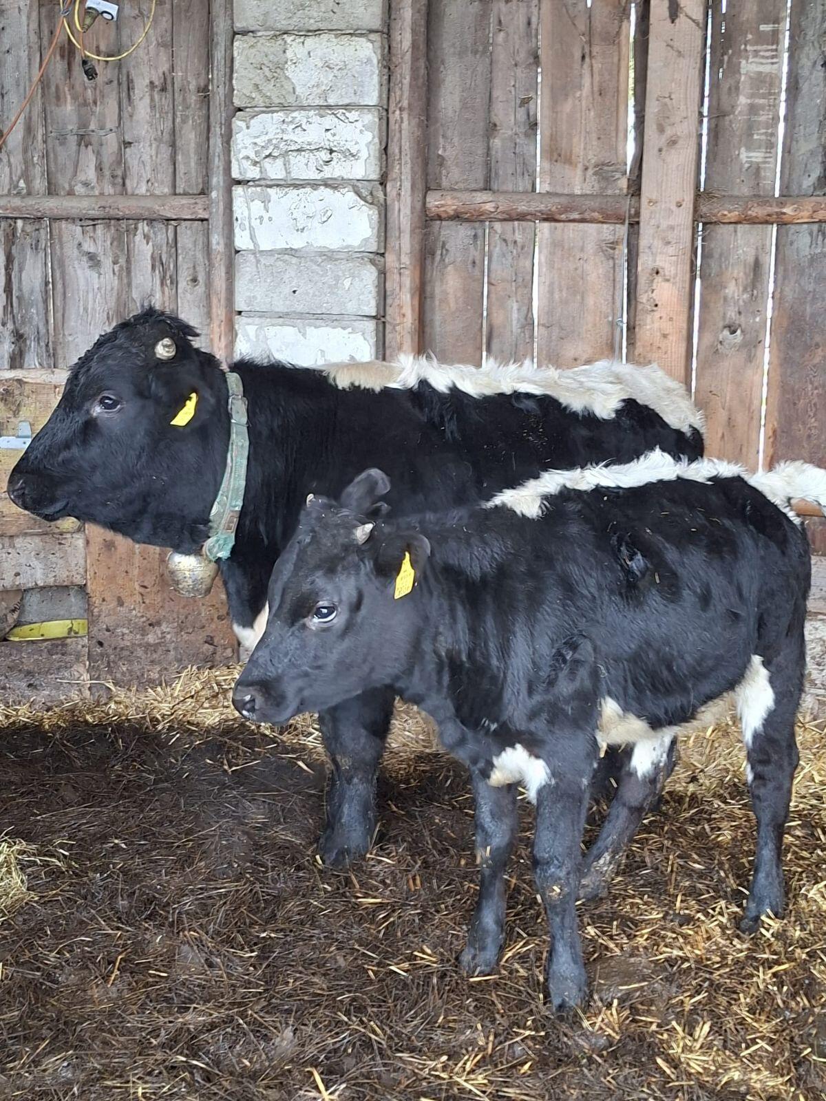 Pinzgauer Kalbinnen in Schwarz 2