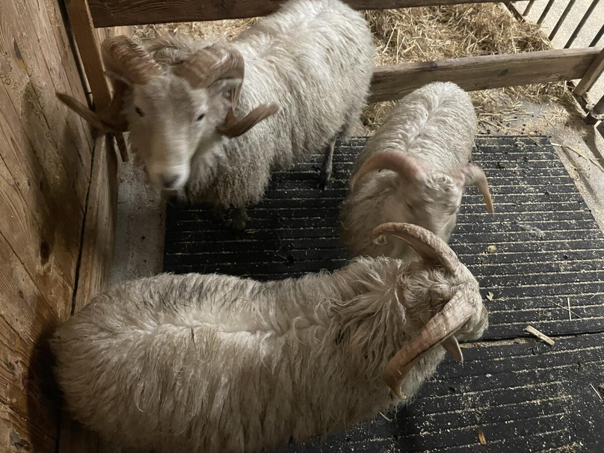 Verkaufe Quessantschaf-Widder 2