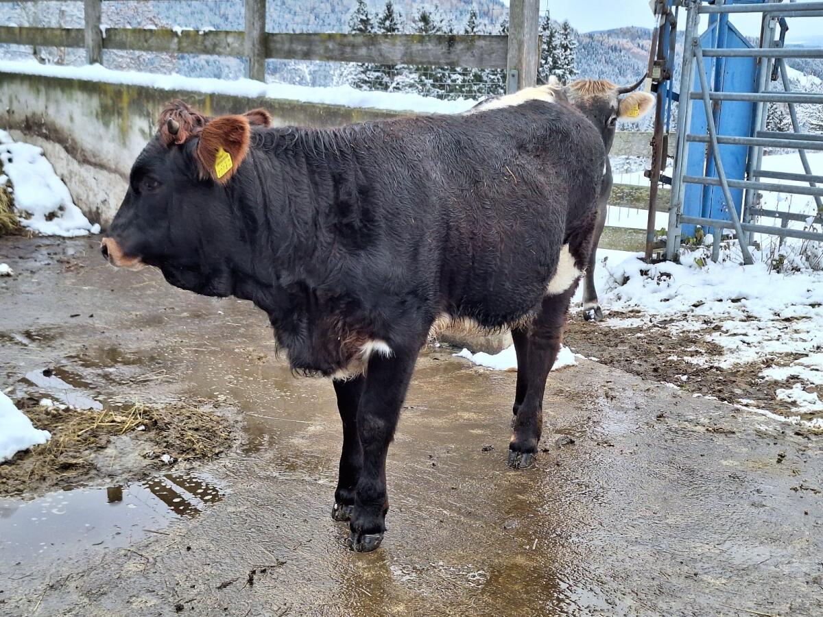 Grauvieh Kreuzung weiblich BIO 2